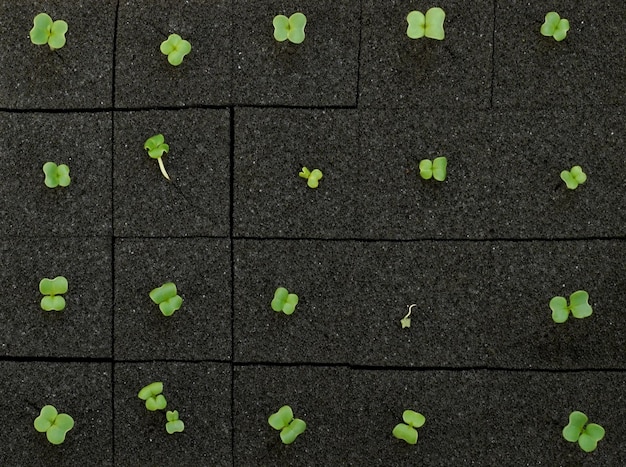 Photo preparing a seedling vegetable to oganic farm