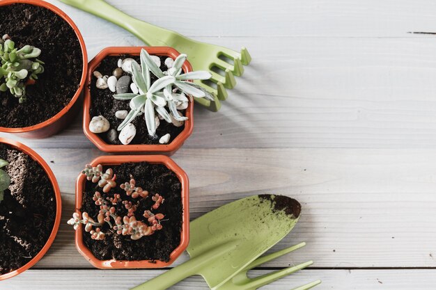 Preparing for spring to transplant plants. Pot, shovel, succulents