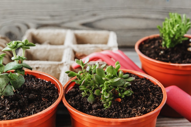 Preparing for spring to transplant plants. Pot, shovel, succulents