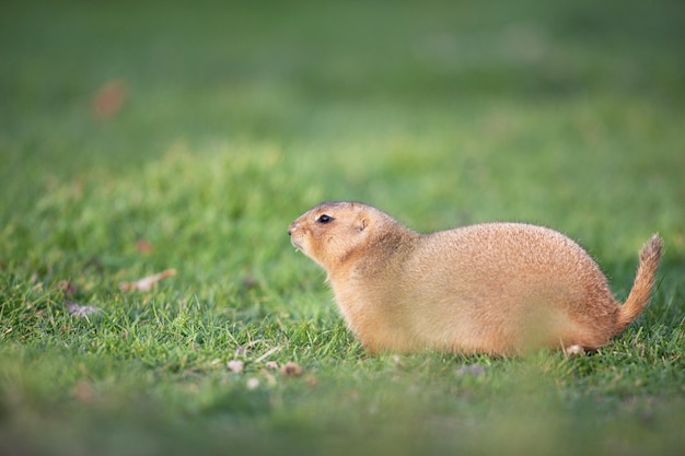 Preriehond met zwarte staart