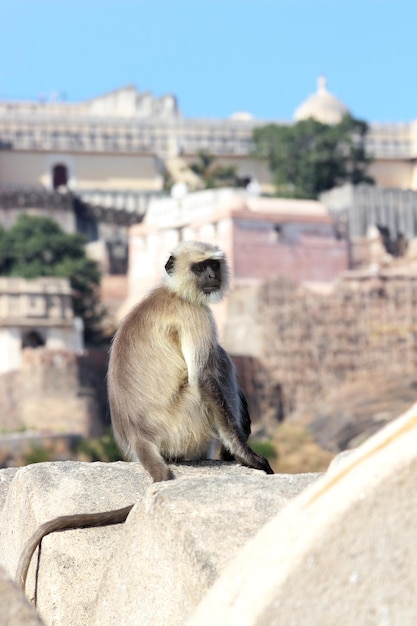 Presbytis monkey on fort wall india