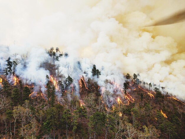 Photo prescribed fire