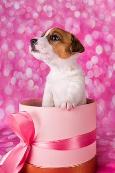 Scatola regalo con un simpatico cucciolo di jack russel terrier su un rosa