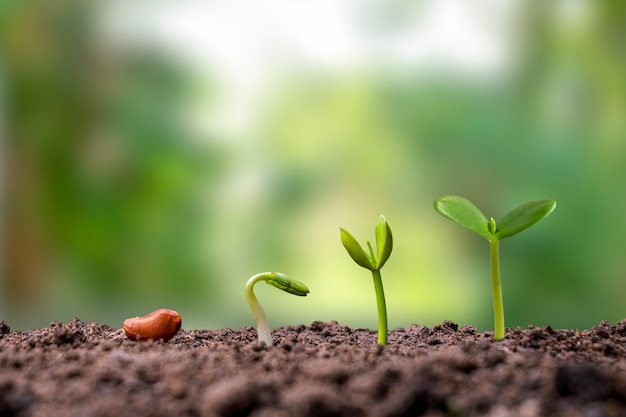 Presentatie van de kiemvolgorde van planten die op aarde groeien, het concept van plantengroei in geschikte externe omgevingen.