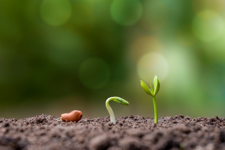 Photo presentation of the germination sequence of plants growing on soil, the concept of plant growth in suitable external environments.