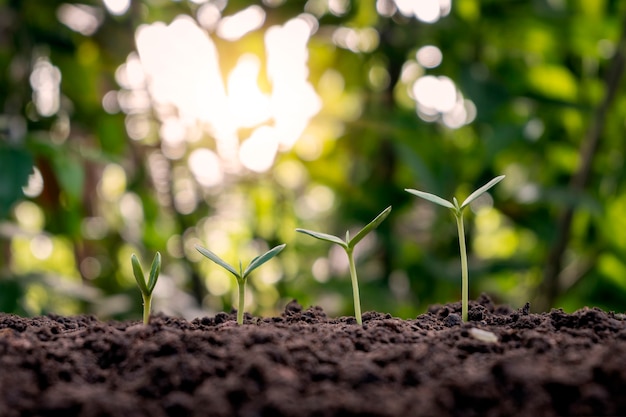 Presentation on plant germination sequence and plant growth concept in external environment