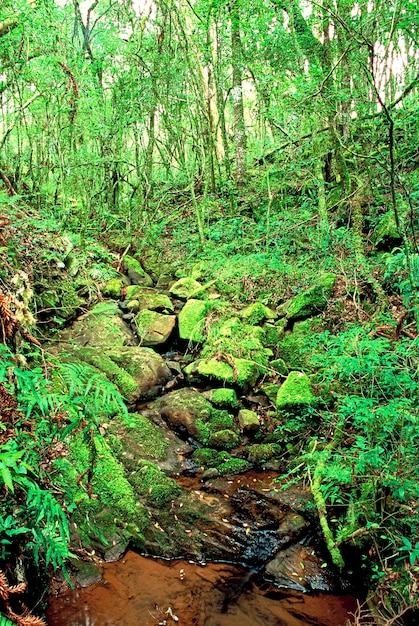 Preserved woods and forests within Brazilian areas with lots of green vegetation conserving the environment