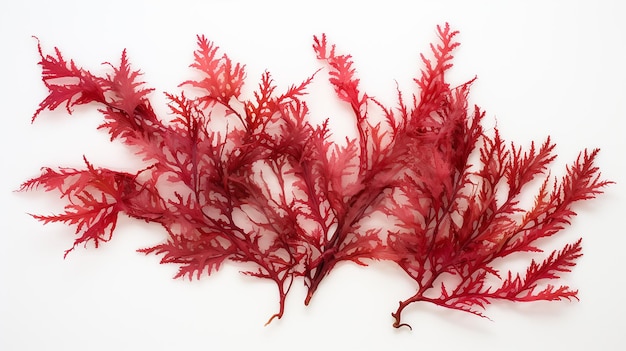 Photo pressed beautiful red rhodophyta seaweed