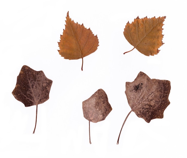 Pressed dried flowers and plants on white background flat lay Beautiful herbarium