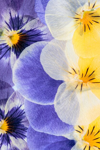 Photo pressed flowers abstract