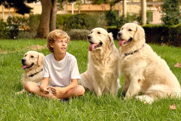 夏にふわふわのゴールデンレトリバー犬の群れと緑の草の上に座っているプレティーンの少年