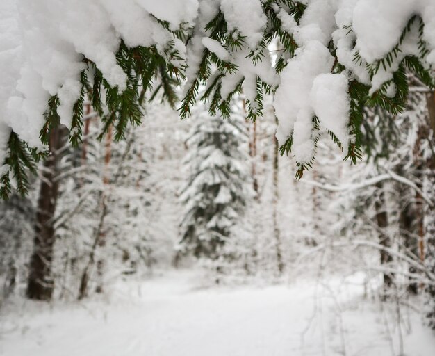 Prettige kerstdagen en gelukkig nieuwjaar begroeting achtergrond. Winterlandschap met sneeuw en kerstbomen.