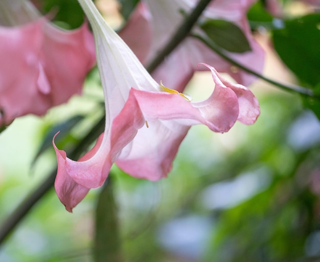 Pretty big flowers of horn apple datura arboca plant close up