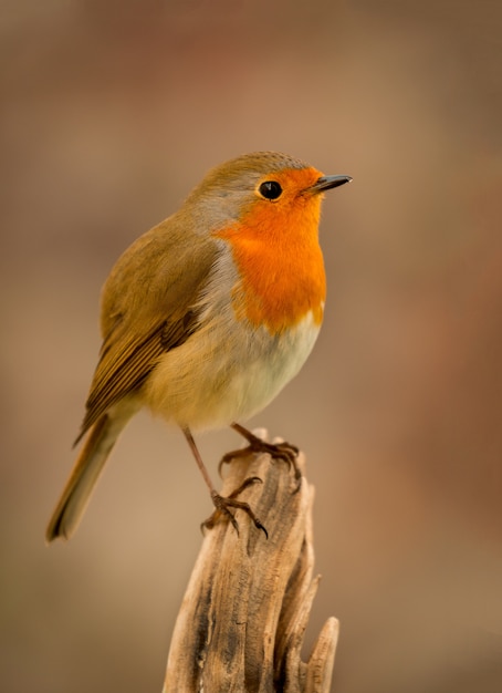 Pretty Bird met een mooi oranjerood verenkleed