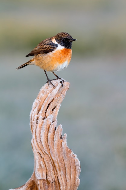 Pretty bird on nature