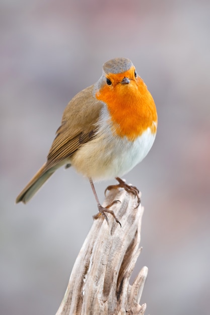 Pretty bird With a nice orange red plumage  