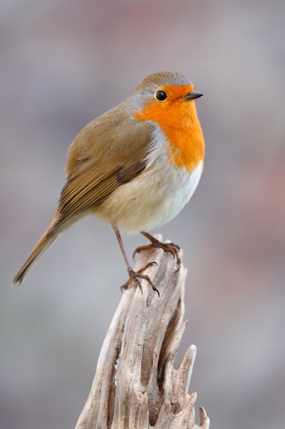 Pretty bird con un bel piumaggio rosso arancio