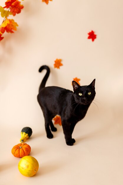 Pretty black cat with orange pumpkins on an orange background