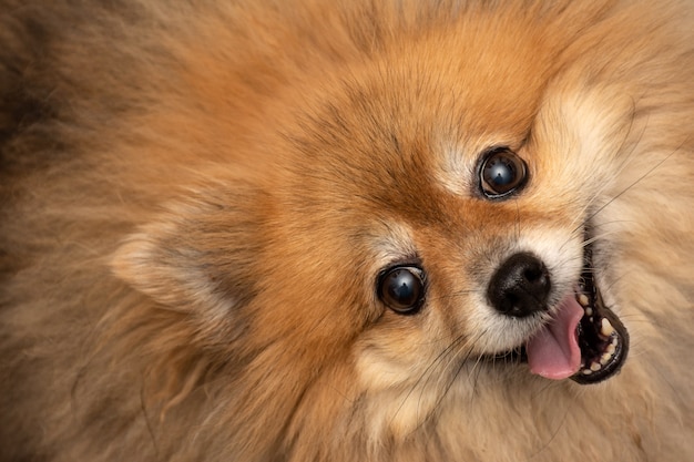 Foto cane abbastanza marrone (pomeranian) con faccia felice e guardando la fotocamera