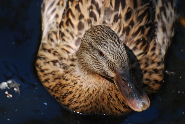 Pretty brown duck swimming in a pond with murky water.