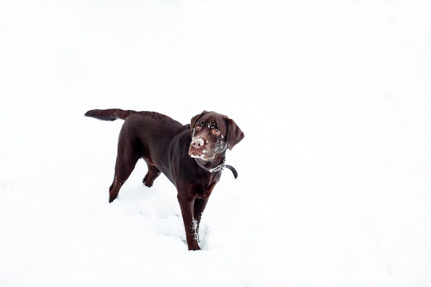 Pretty brown Labrador Retriever in winter