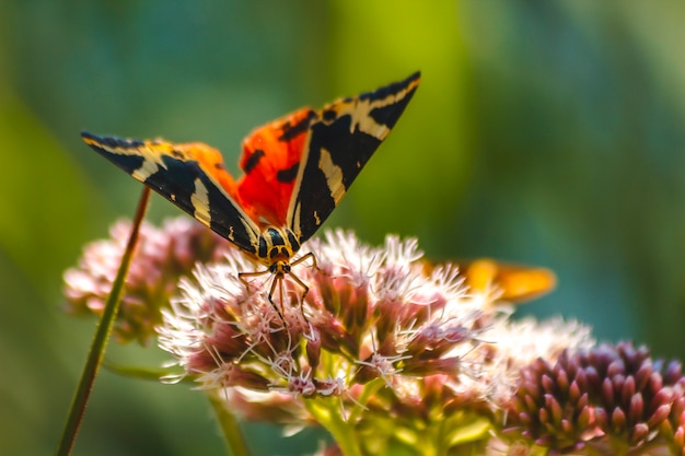 A pretty butterfly on flowers