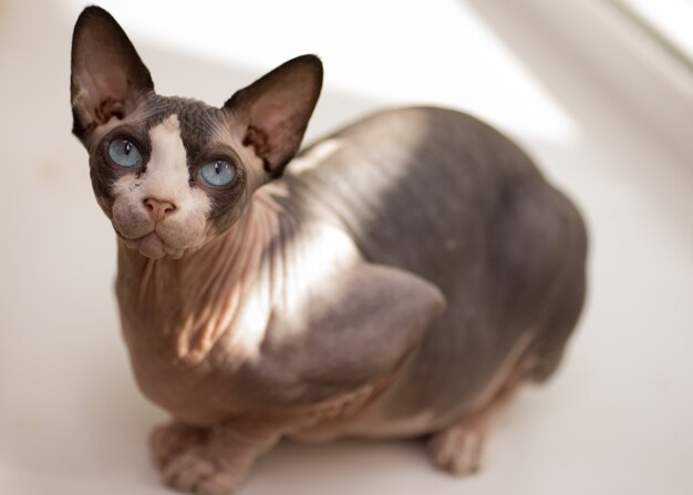 Pretty canadian sphynx sitting on the sill