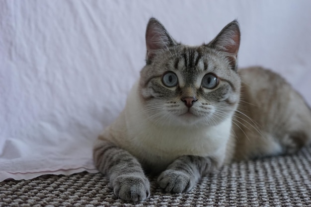 Pretty cat with blue eyes