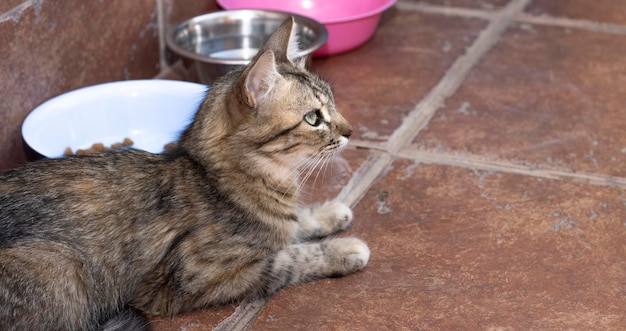 A pretty cat with tabby fur, lying in the yard of a house. Behind the feeder and drinker.