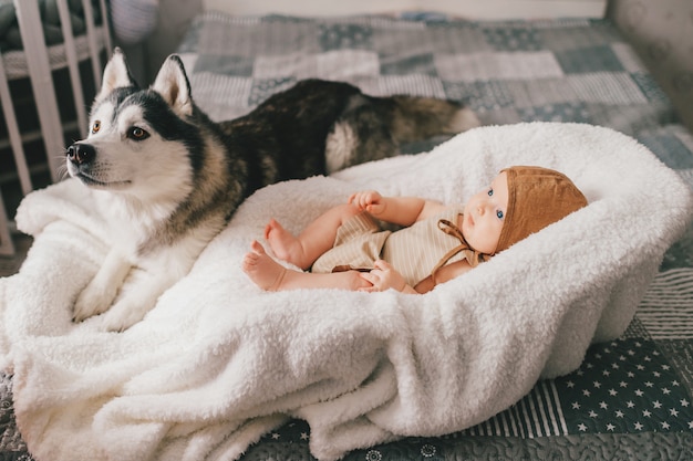 Pretty child lying in baby bed with husky near him.