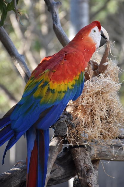 Pretty colorful parrot pulling straw out of a nest.