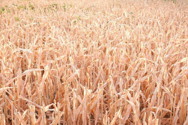 pretty corn field as background