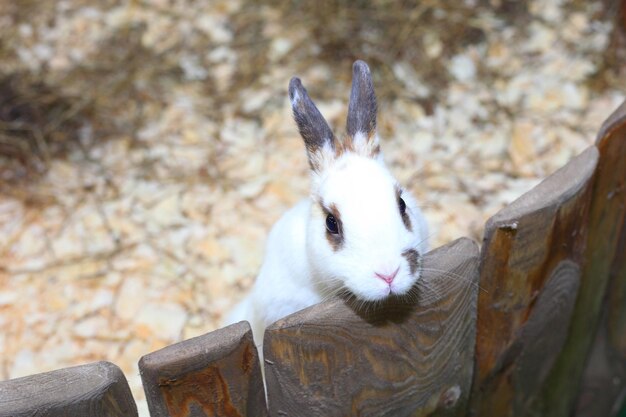 Pretty cute little white baby rabbit closeup