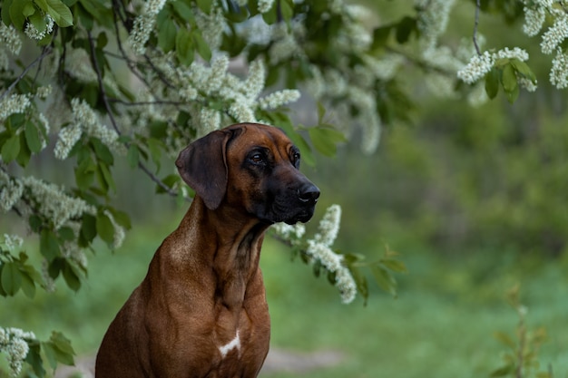 Pretty dog poking his head out of a tree in bloom