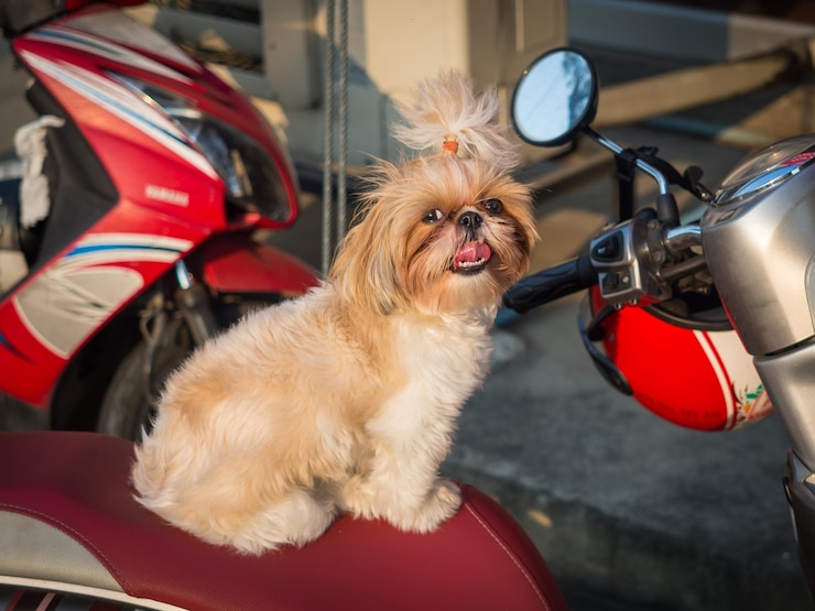 Photo 赤いモーターバイクに座っている美しい犬バンコクタイ