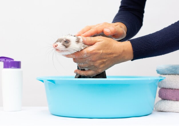 Pretty ferret smiling in warm water bath