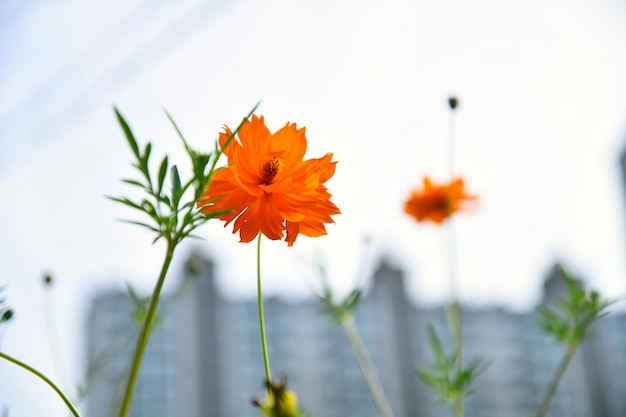 きれいな花の背景コスモス美しい花