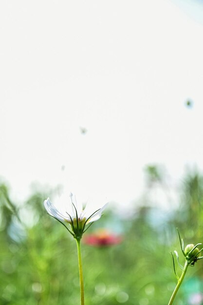 きれいな花の背景コスモス美しい花