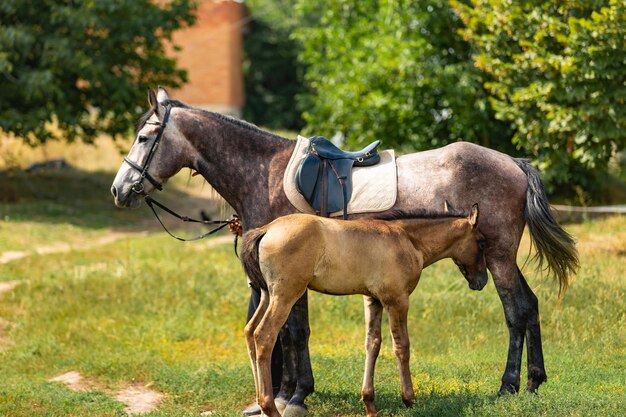 彼の母馬と一緒に立って、彼女の外で結合しているかなりの子馬。母親と一緒にパドックに立っている小さなケイド。動物の概念