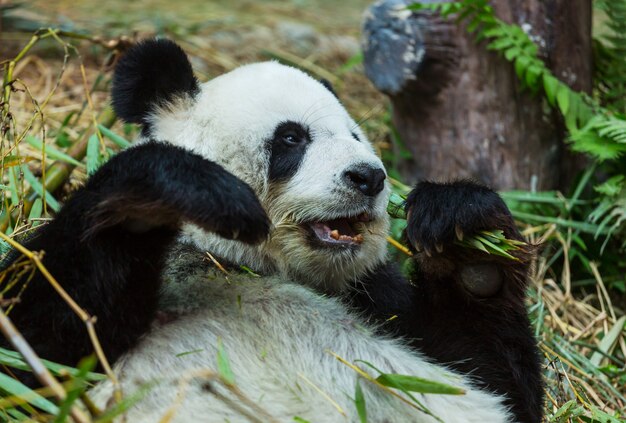 Pretty Giant Panda