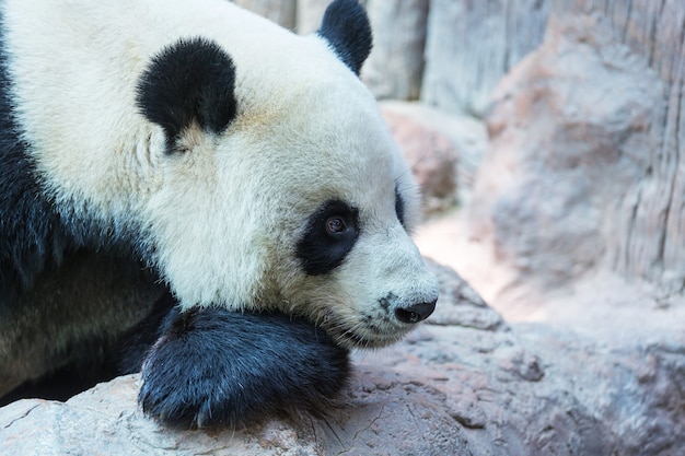 Pretty Giant Panda