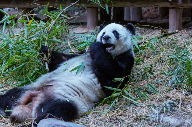 Pretty Giant Panda