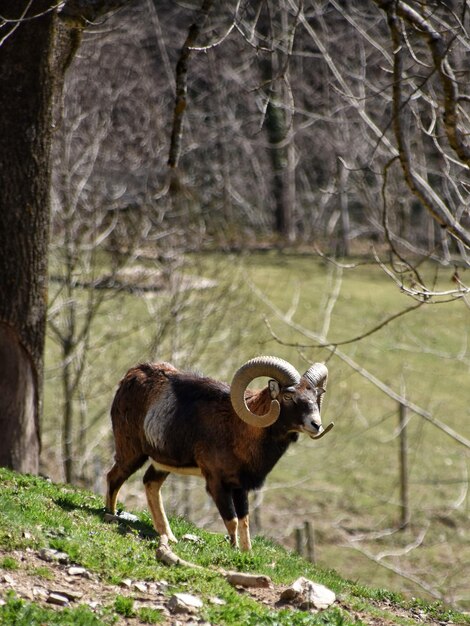 pretty goat in nature