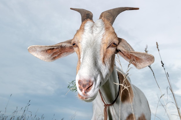 A pretty goat with big horns and ears chew grass in the mouth