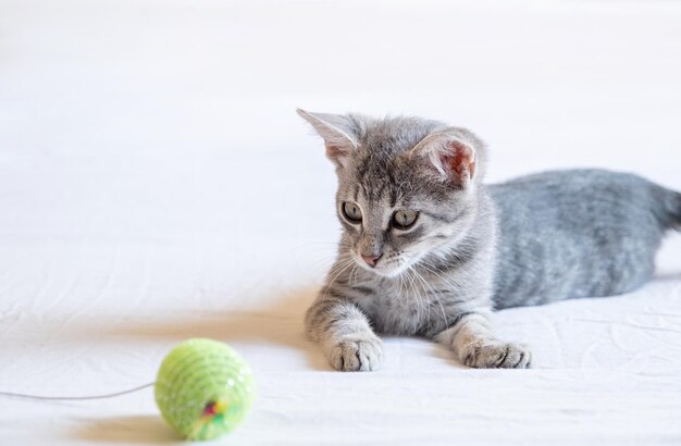 pretty gray kitten playing with ball lying on home bed