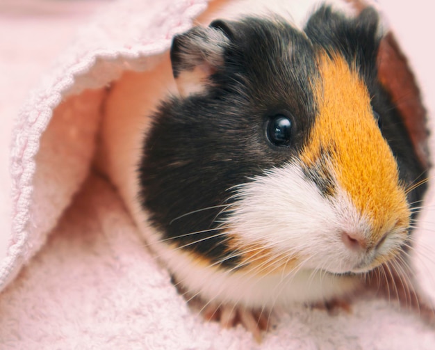 Pretty guinea pig looking in the camera