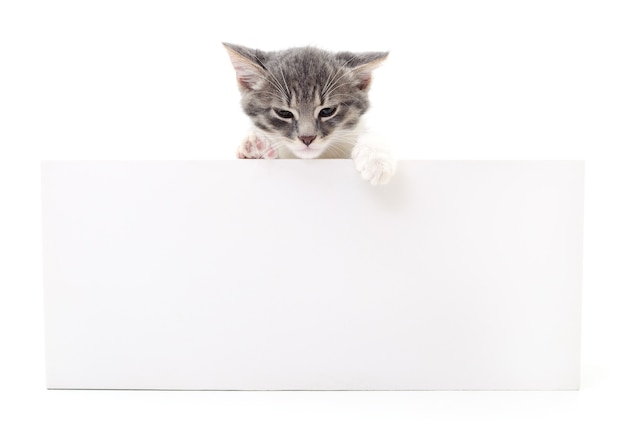 Pretty kitten peeking out of a blank sign, isolated on white background