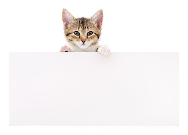 Pretty kitten peeking out of a blank sign isolated