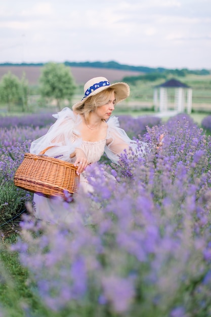 Pretty lady in dress and hat, harvesting lavender into the basket