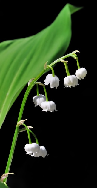 Pretty lily of the valley on black background